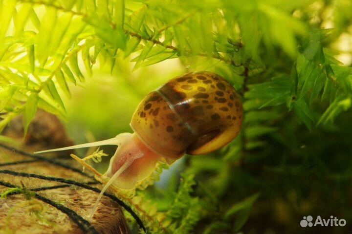 Улитки катушки