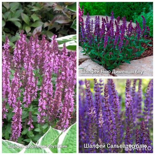 Многолетние растения