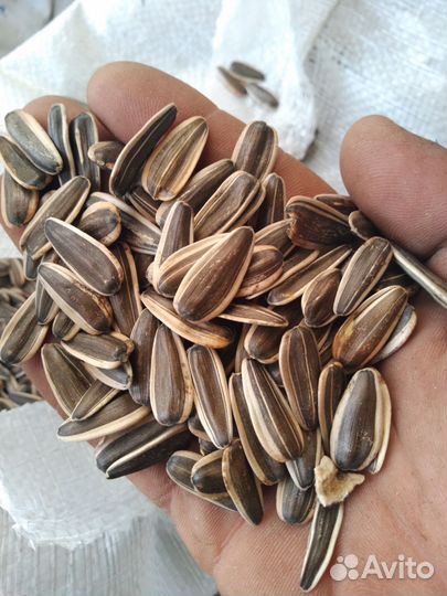 Семечка подсолнечника полосатая сорт ягуар