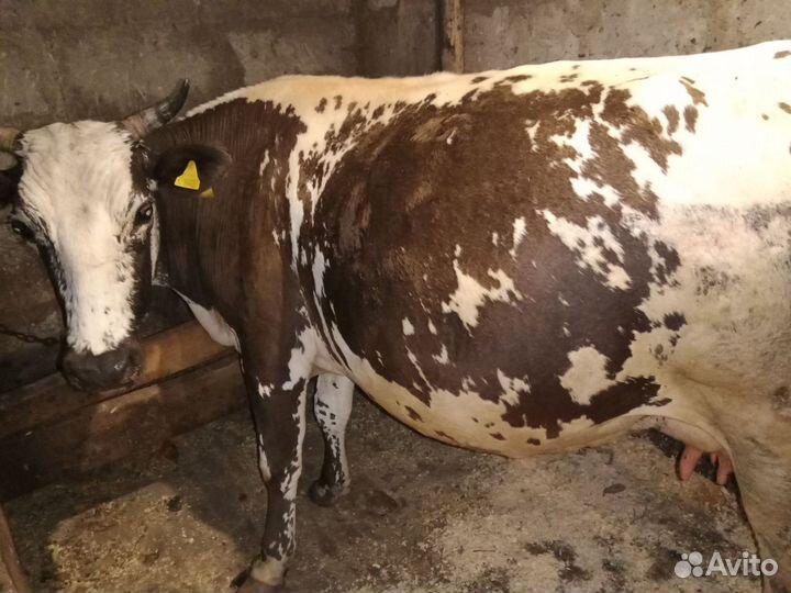 Корова 4 года спокойная молочная