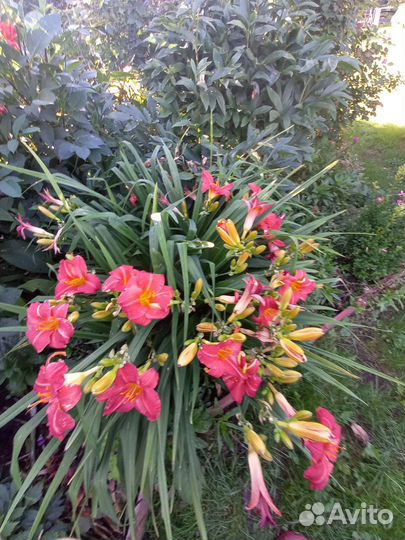 Гладиолусы,пионы хризантемы астильбы ромашки