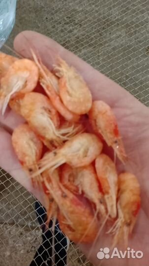 Азовская креветка