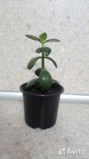 Толстянка крассула денежное