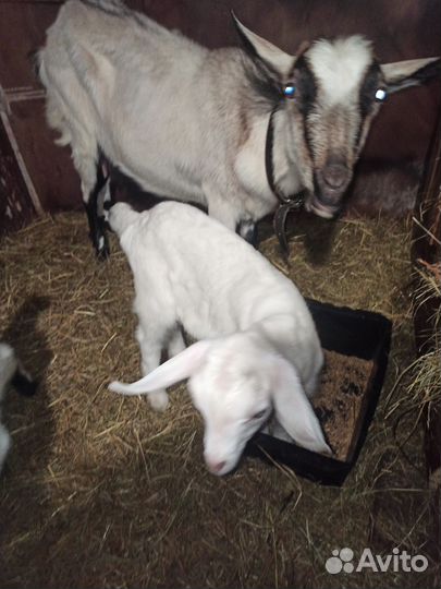 Коза альпийская