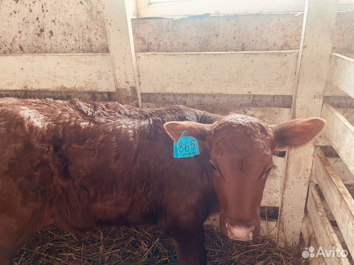 Телята телки бычки бесплатная доставка до двора