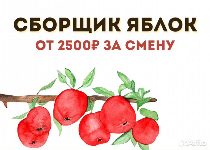 Сборщик яблок/Вахта