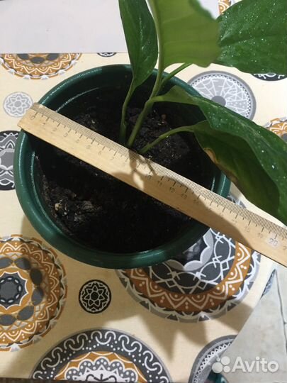 Спатифиллум