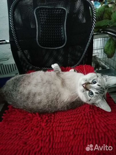 Тайская кошечка
