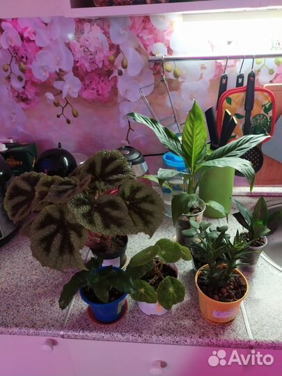 Комнатные сортовые растения