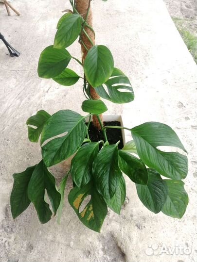 Монстера Пиннатипартита