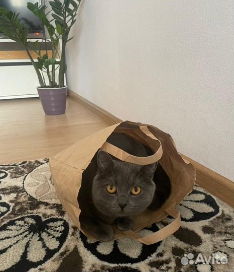 Британка ищет дом