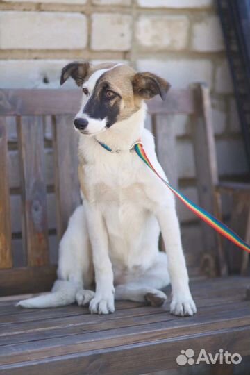 В добрые руки