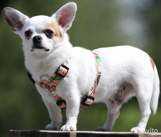 Шлейка для собак Little Bu