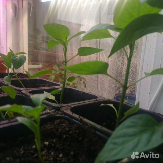 Перец, томаты, баклажаны, помидоры рассада