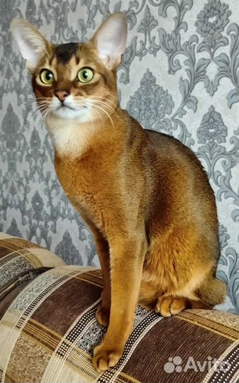 Кот на вязку