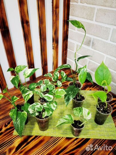 Эпипремнум, сциндапсус