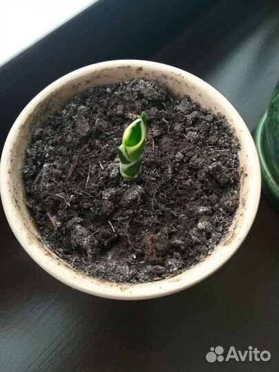 Сансевиерия ханни голд