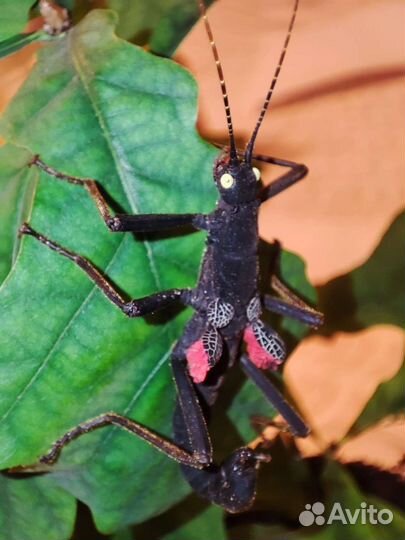 Перуанские (кордильерские) палочники