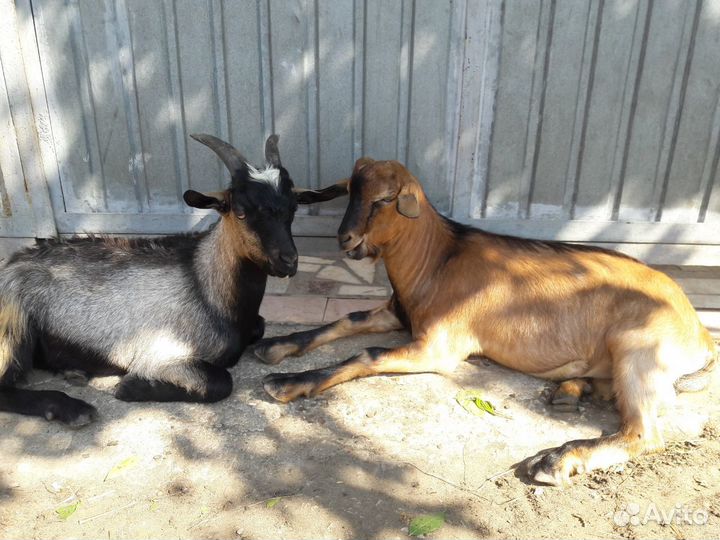 Козочки альпийские