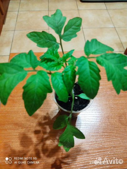 Рассада томатов