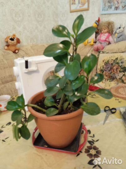 Пеперомия туполистная