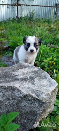 Щенки дворняжки