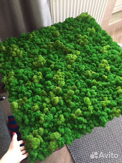 Панно из стабилизированного мха, ягель