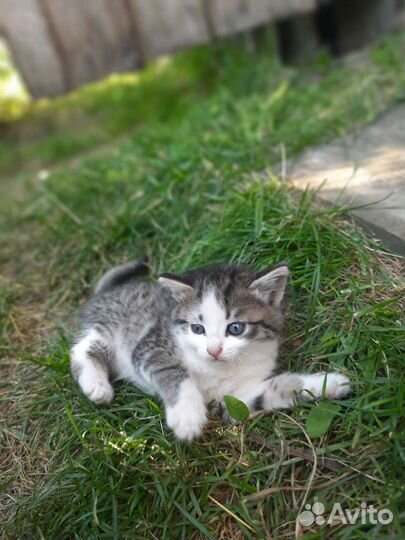 Котята в добрые руки бесплатно