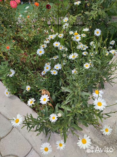 Цветы ромашки садовая рассада