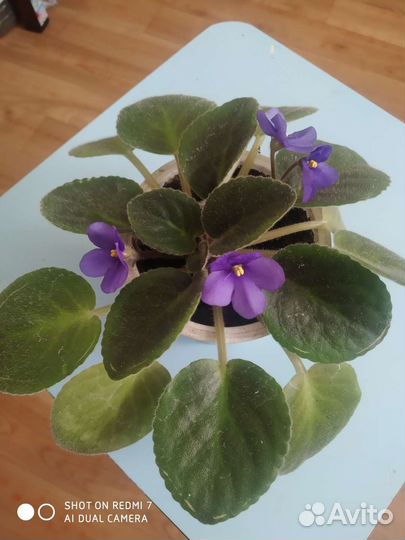 Растения домашние комнатные декоративные