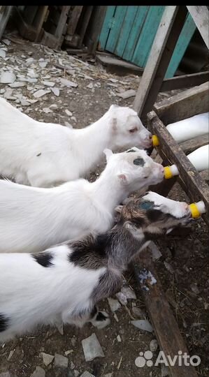 Козы, козёл Ламанча