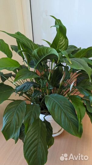 Спатифиллум Время цветения Успевайте