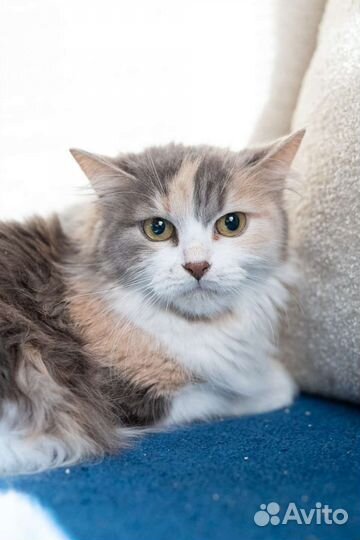 Кошка возраст 1.5 года