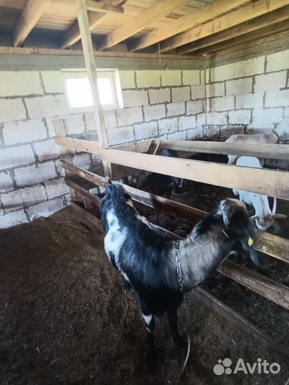 Нубийский козел