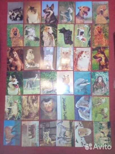 Открытки СССР Животные