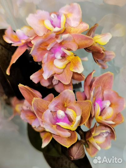 Парфюмерная фабрика Орхидея Фаленопсис мутант