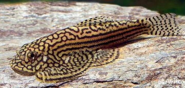 Сомик скатик - севелия аквариумные рыбки