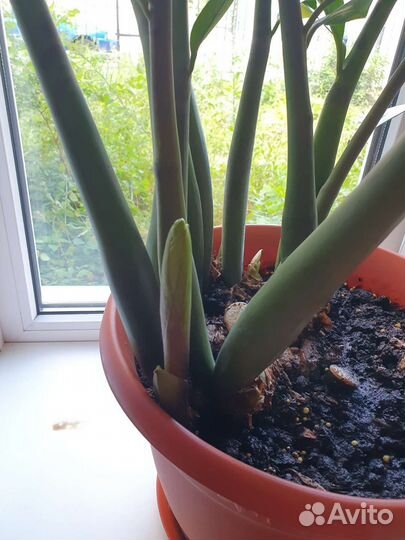 Замиокулькас