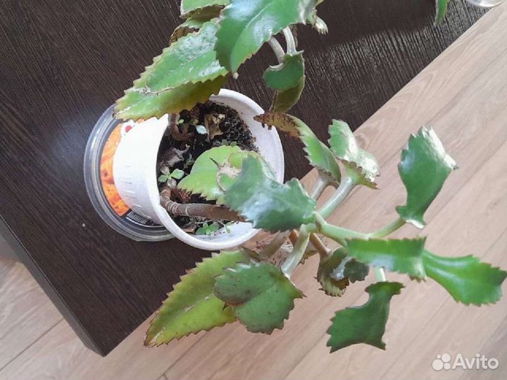 Комнатные цветы каланхоэ