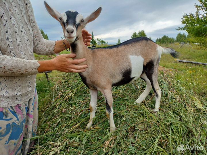 Продам альпийских козочек, козу дойную