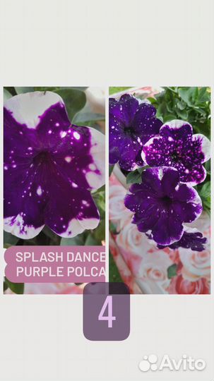 Вегетативная петуния