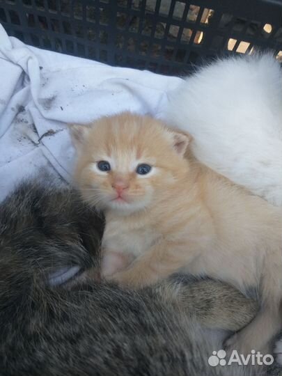 Котята. 1 месяц