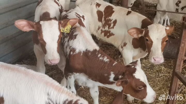 Телята бычки