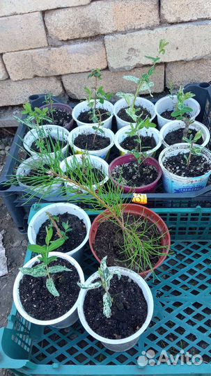 Ива японская хакуро нишики