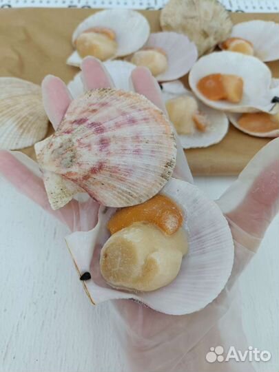 Морской гребешок на полустворке, Россия