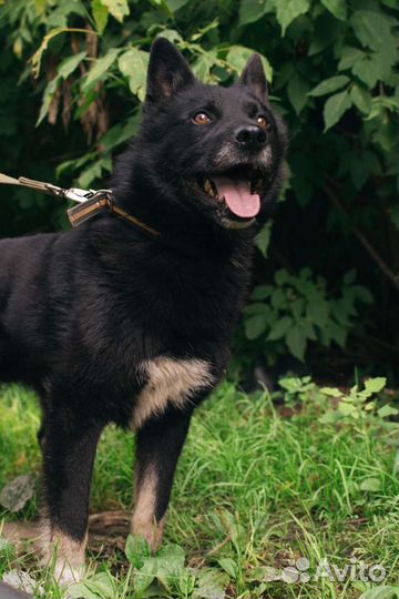 Отдается Гром в добрые руки