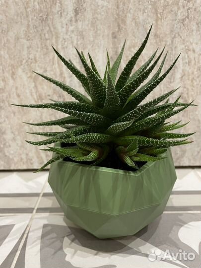 Комнатные цветы Хавортия