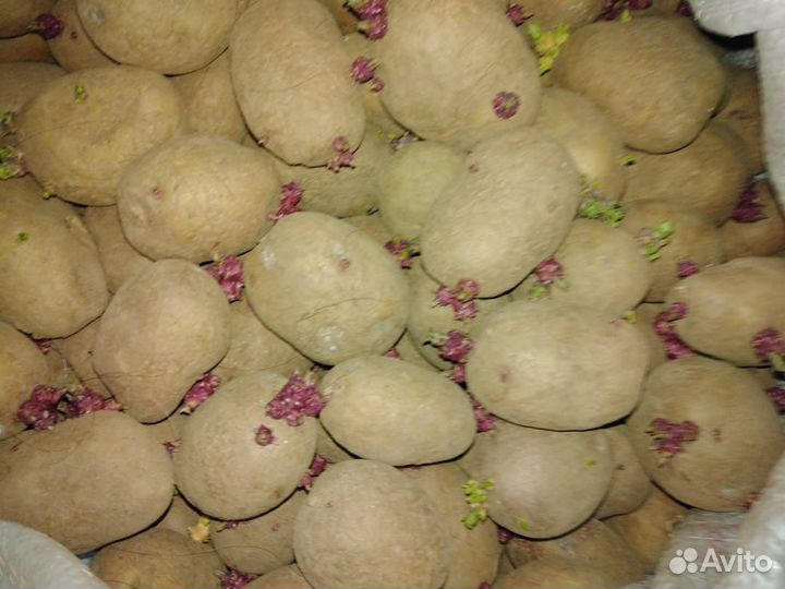 Продам семенной картофель