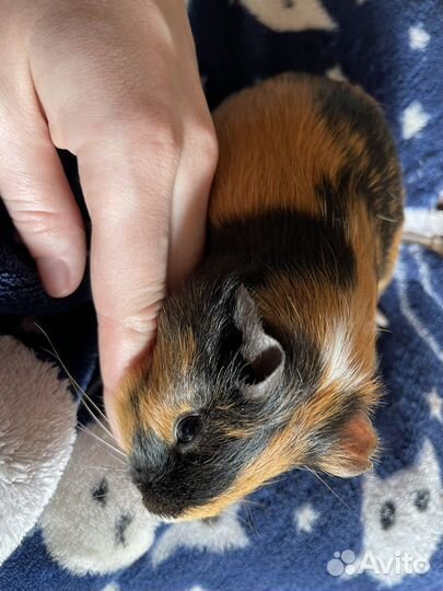 Морская свинка