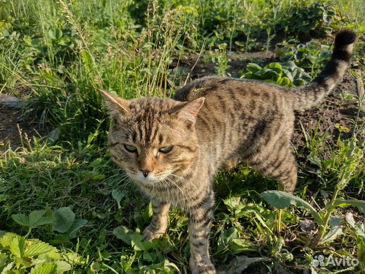 Кот-Гладиатор